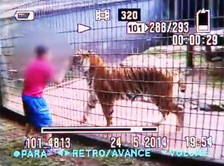 Menino-de-11-anos-atacado-por-tigre-em-zoológico-no-Paraná-tem-o-braço-amputado