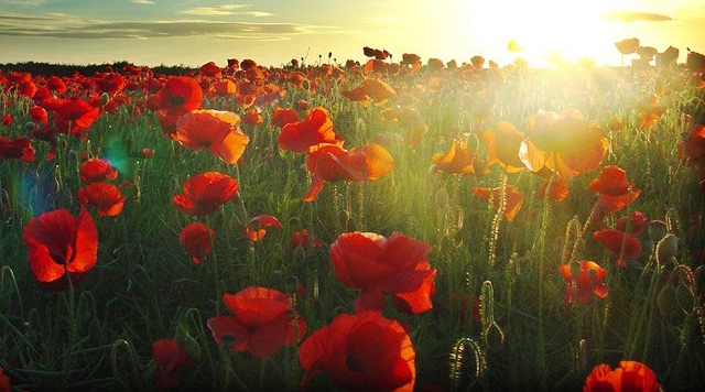 Remembrance-Sunday